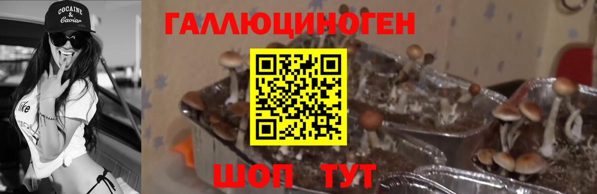 Псилоцибиновые грибы Psilocybine cubensis  Новоалтайск 